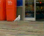 mischievous seagull