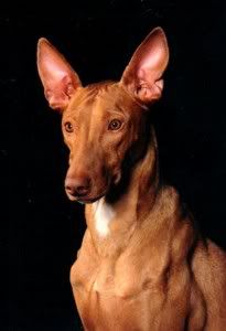 Pharaoh Hound Pictures, Images and Photos