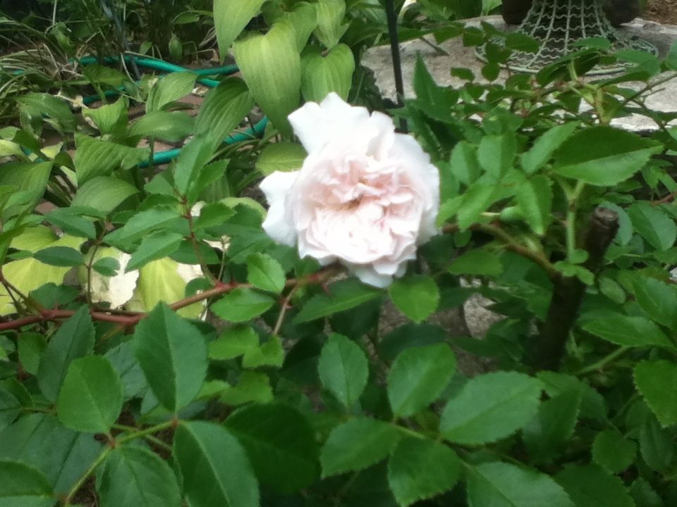 Uploaded from the Photobucket iPhone App