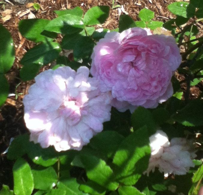 3c6b63a4, Uploaded from the Photobucket iPhone App