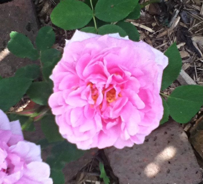 480e030b, Uploaded from the Photobucket iPhone App