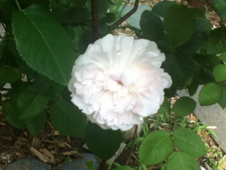 Uploaded from the Photobucket iPhone App