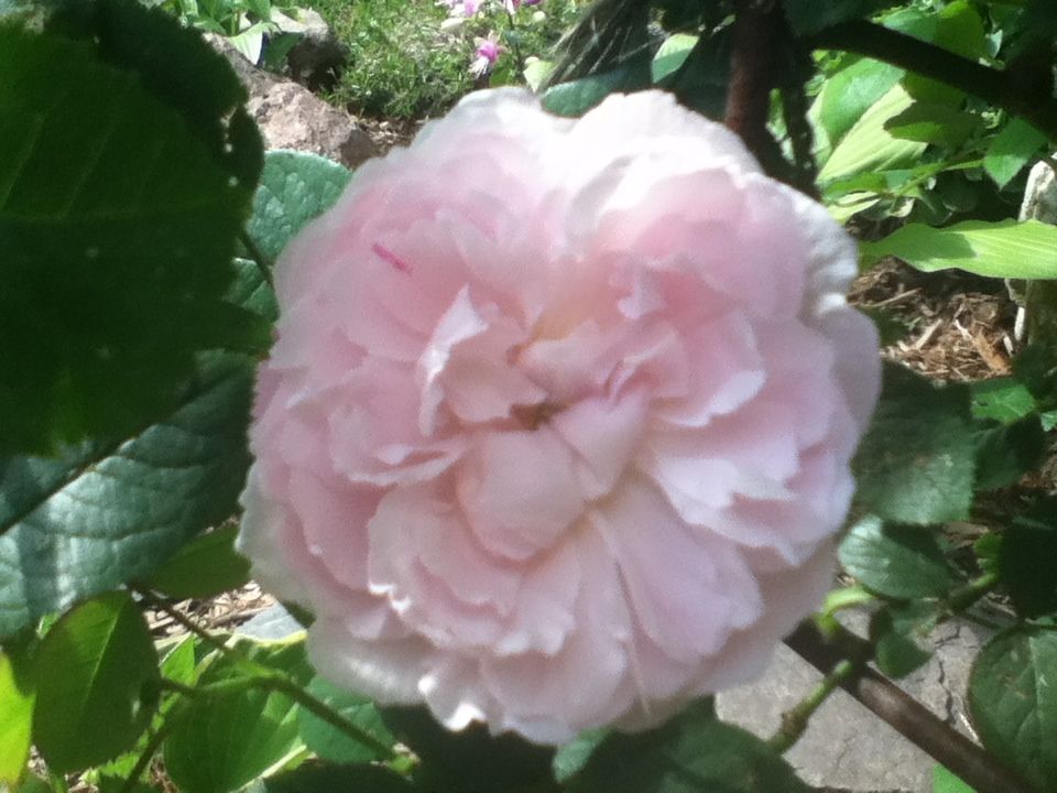 Uploaded from the Photobucket iPhone App