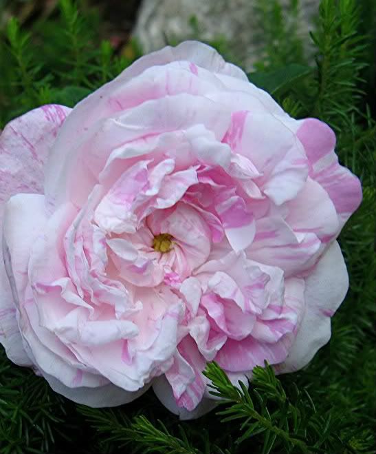 unique panache centifola