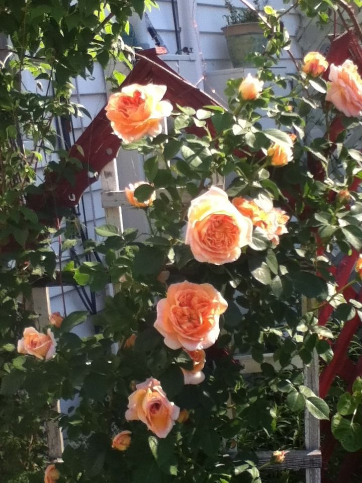 Alchymist photo 372842EE_zps4727ded2.jpg