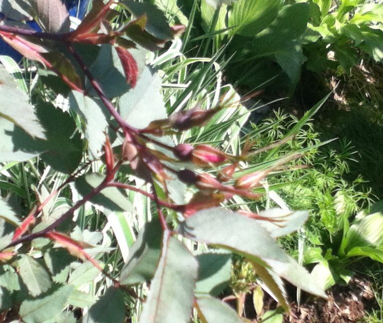 Photobucket Pictures, Images and Photos