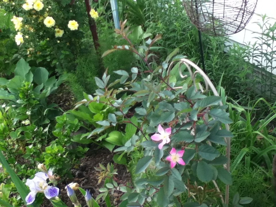 Glauca photo 77F35743_zps975074b4.jpg