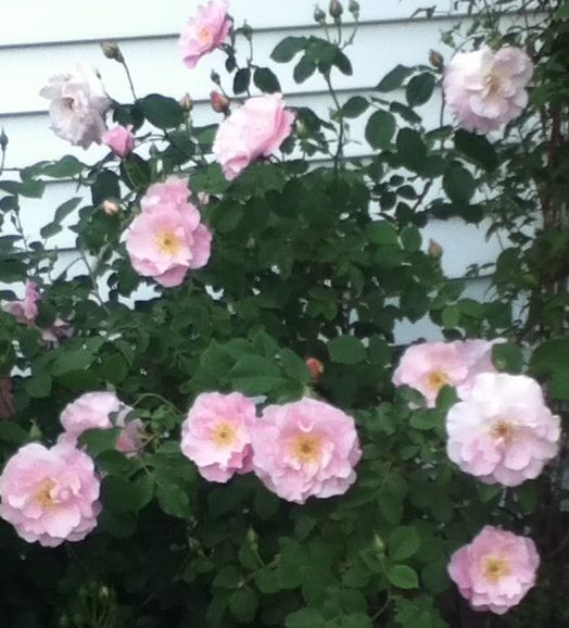 Numphenburg photo 79569C79_zpsfb957c83.jpg