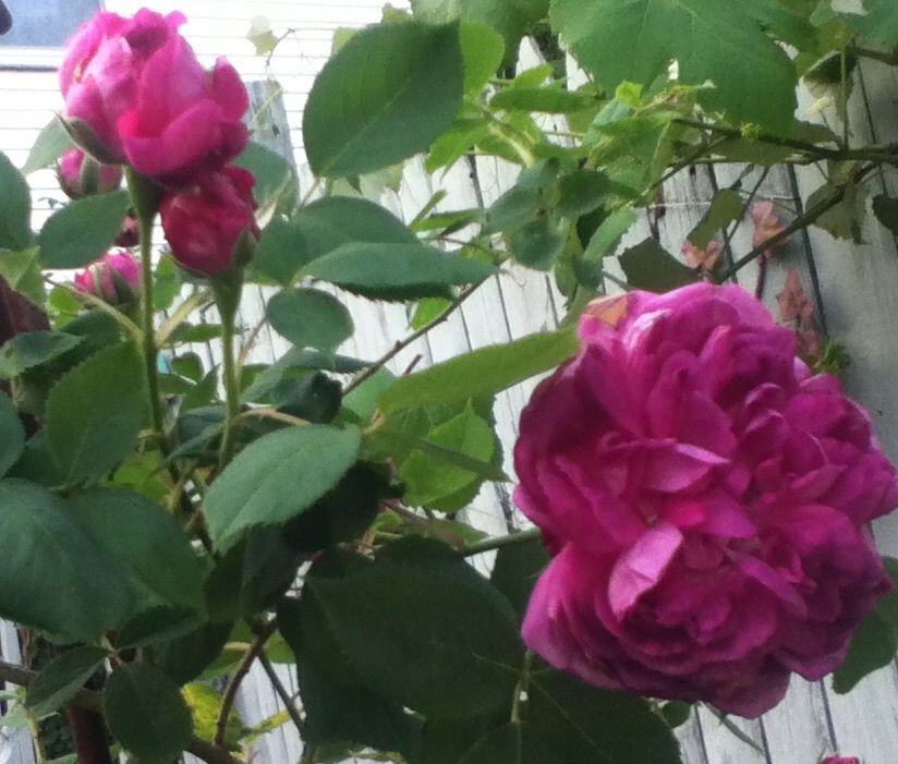  photo 7EDE1CA6_zpsfd888a54.jpg