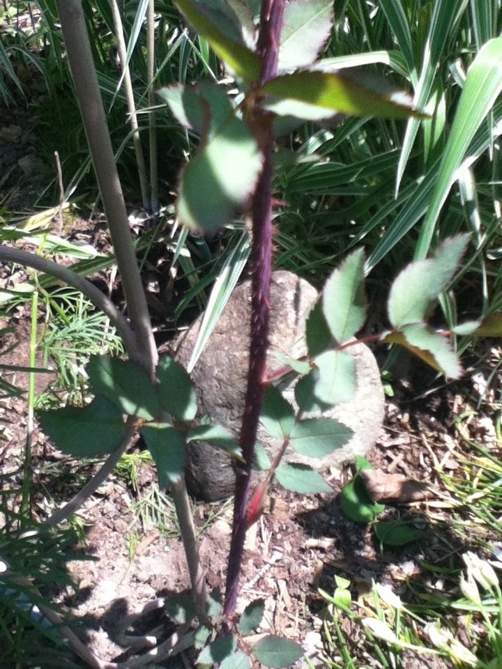 Photobucket Pictures, Images and Photos