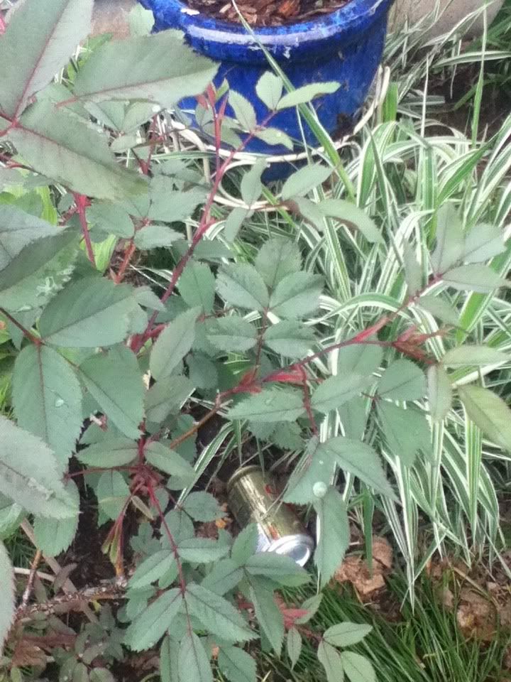 Found photo 9A809E80_zps8cdec187.jpg