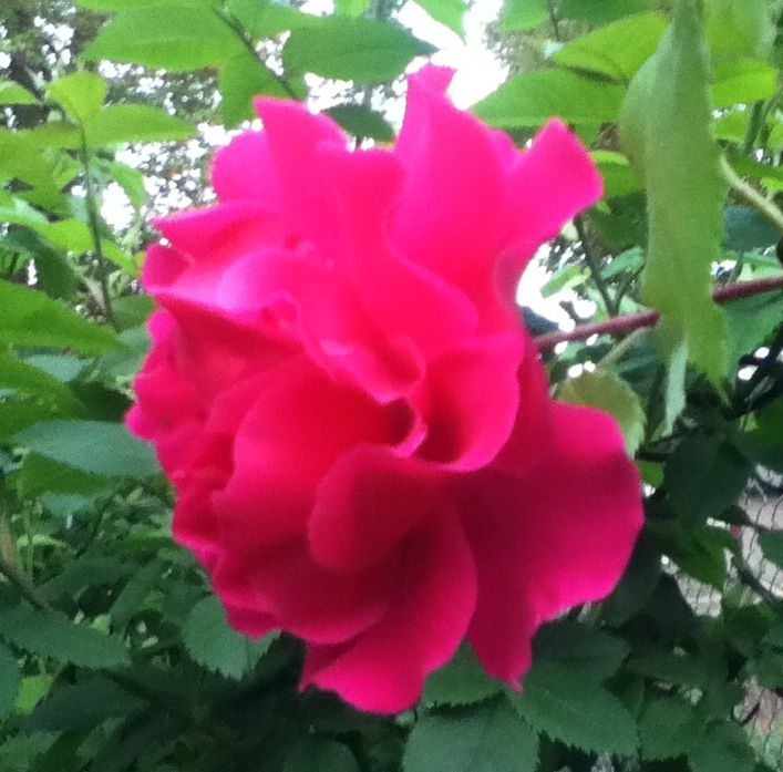 Captain Kidd photo A4F21B4C_zpscdec079d.jpg