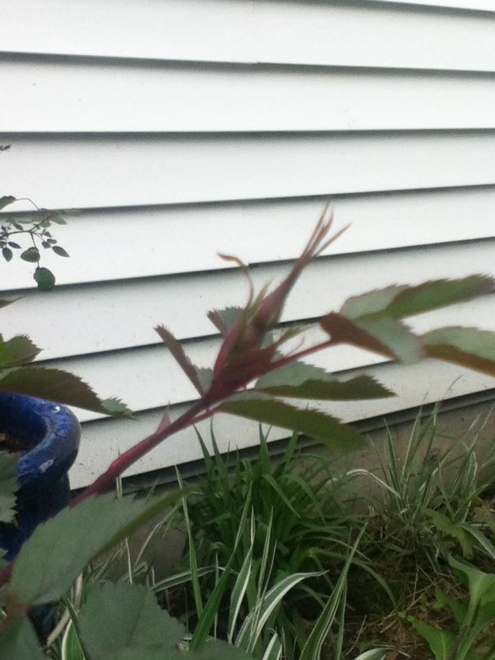 Unknown photo C25EE430_zpsf244a7ca.jpg