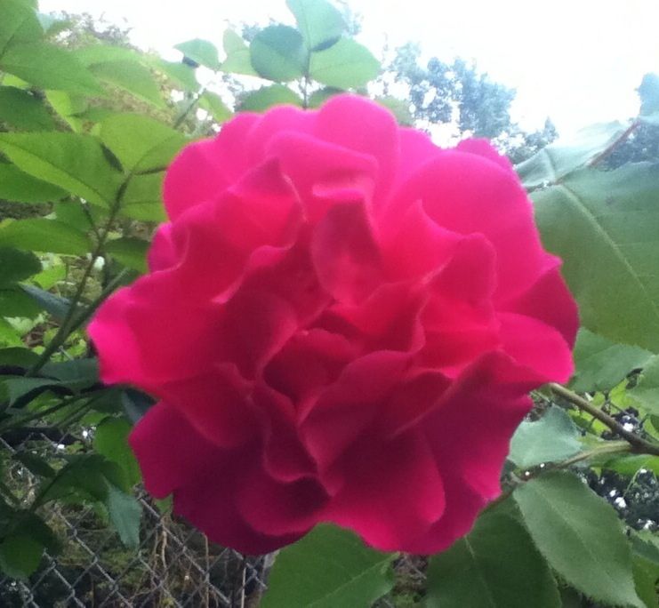 Captain Kidd photo C914C9E0_zps4178f281.jpg