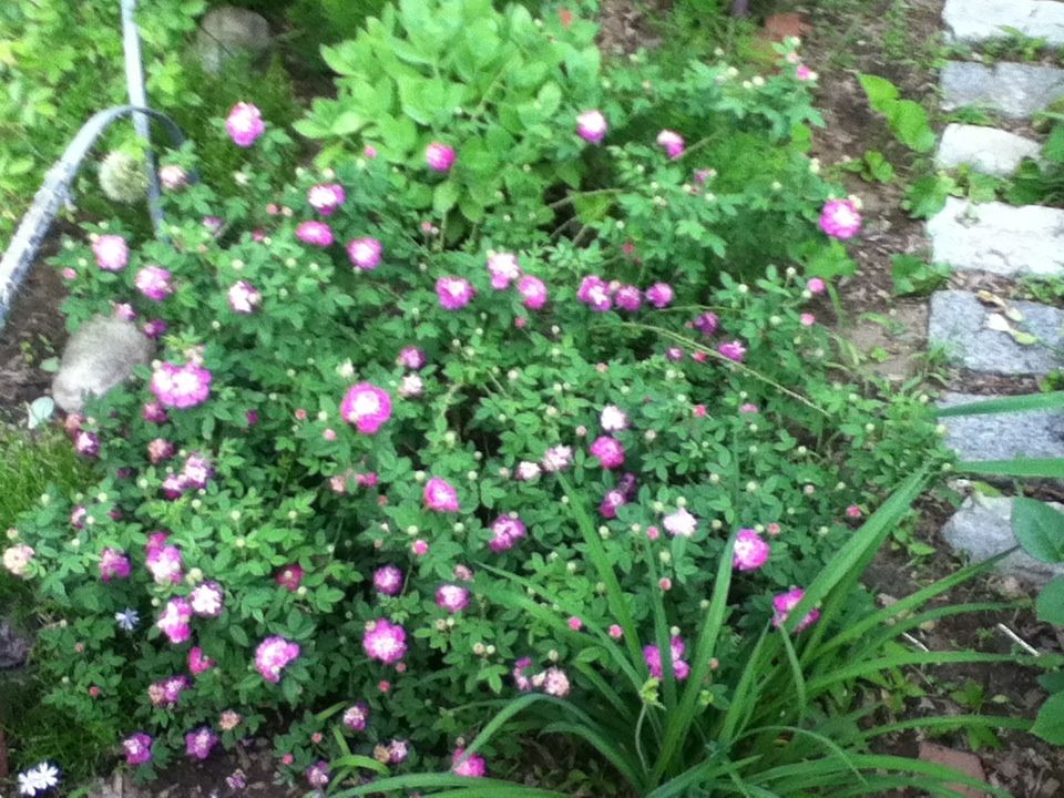  photo D3CCAADD_zpse21791af.jpg