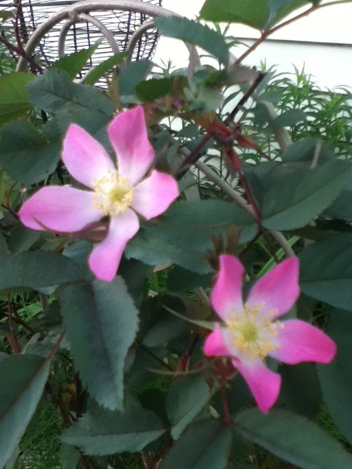 Glauca? photo D80B25FD_zps80e0e26e.jpg