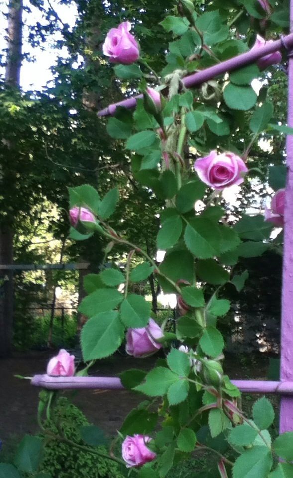  photo D8EF3399_zps28c22b3a.jpg