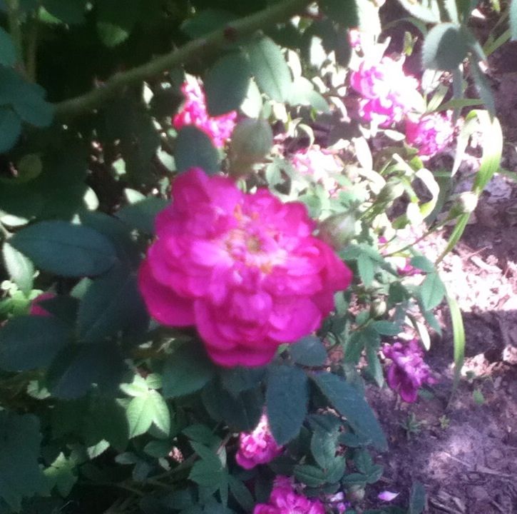  photo DC00E6C0_zps3885a14c.jpg