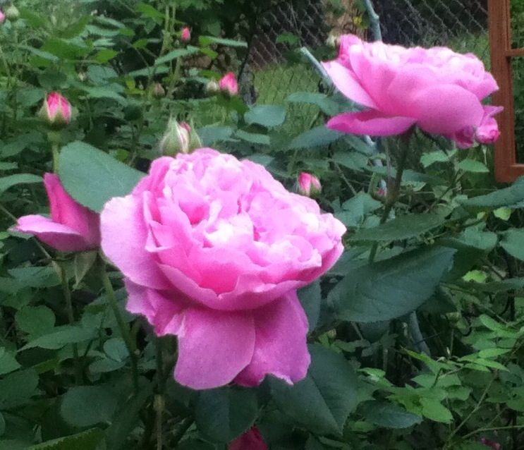  photo EB7E6938_zpsf8e7854a.jpg