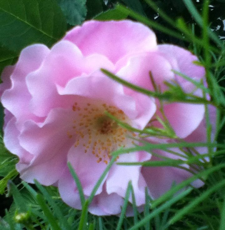 Nymphenburg photo F04EEC20_zpsf9fc3f6d.jpg