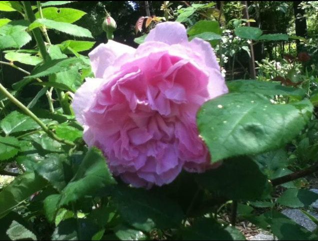 df582c37, Uploaded from the Photobucket iPhone App