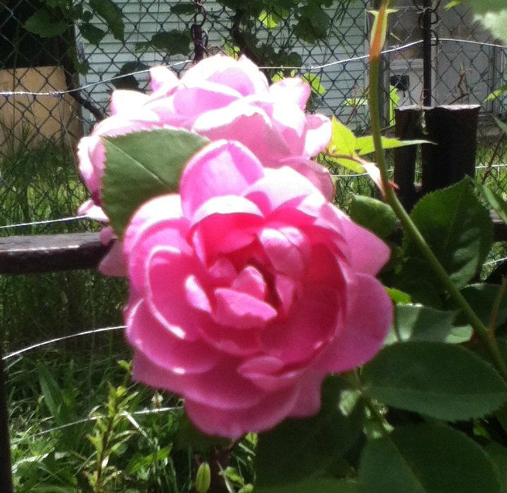 f6b36a4a, Uploaded from the Photobucket iPhone App