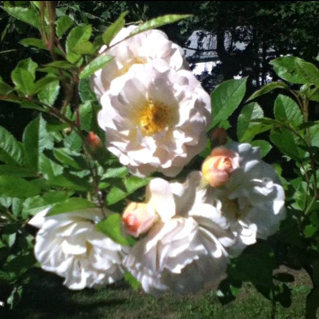 f77b9c4e, Uploaded from the Photobucket iPhone App