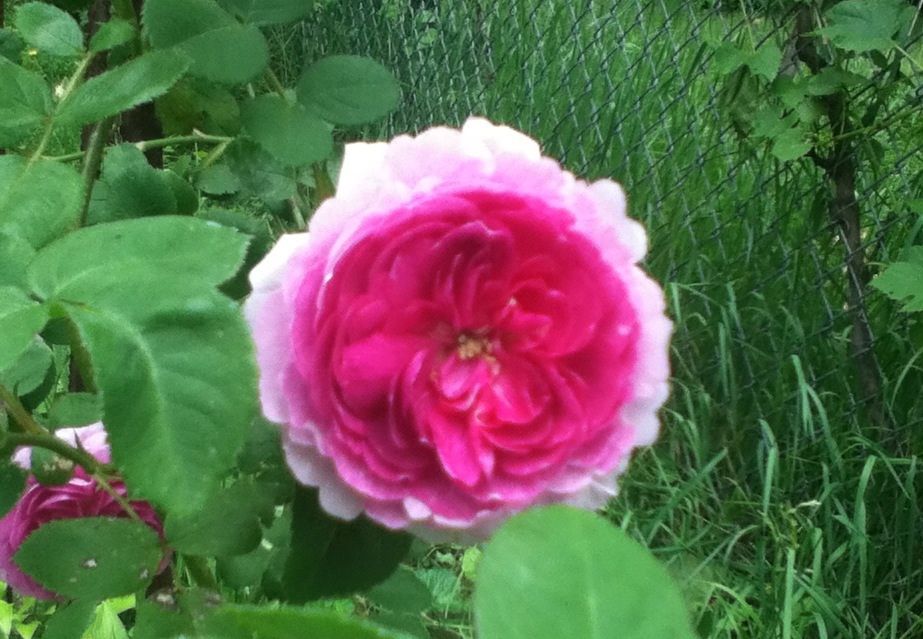 Uploaded from the Photobucket iPhone App