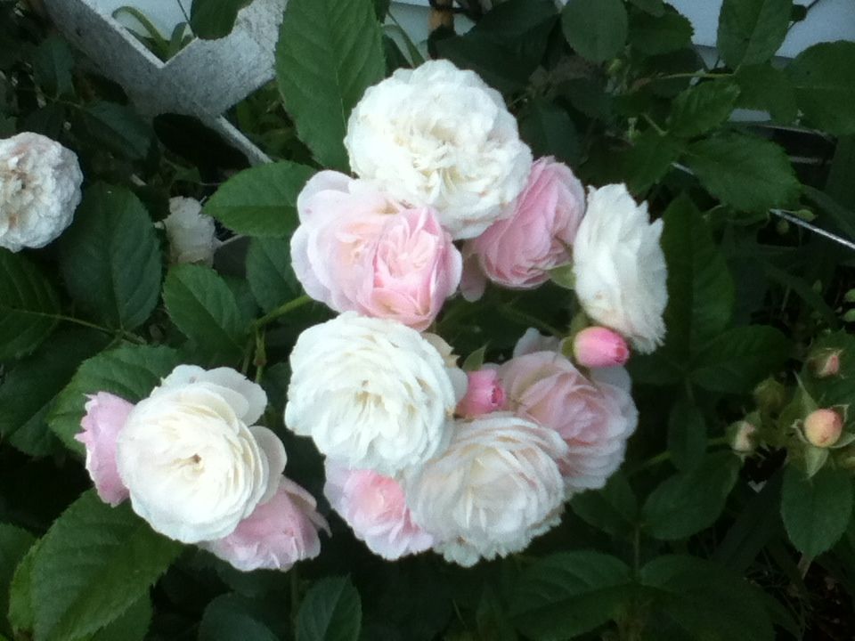 Uploaded from the Photobucket iPhone App