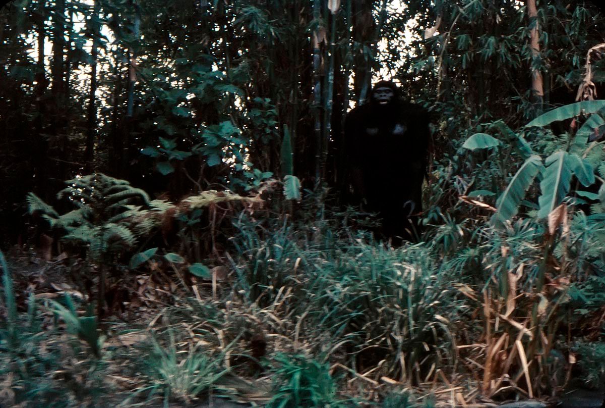 Gorillas Don T Blog Jungle Cruise January 1960