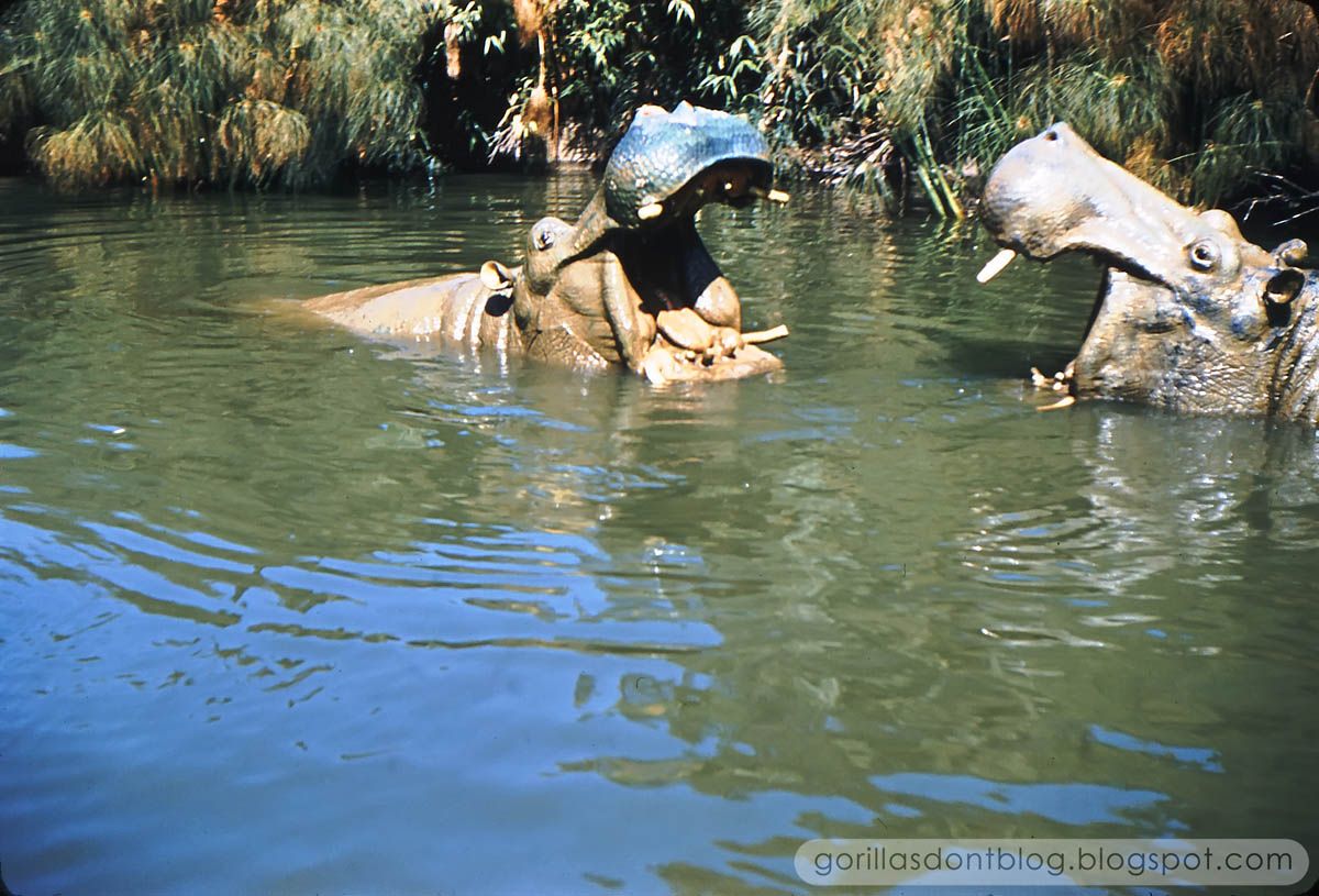 Gorillas Don T Blog Le Jungle Cruise 1956