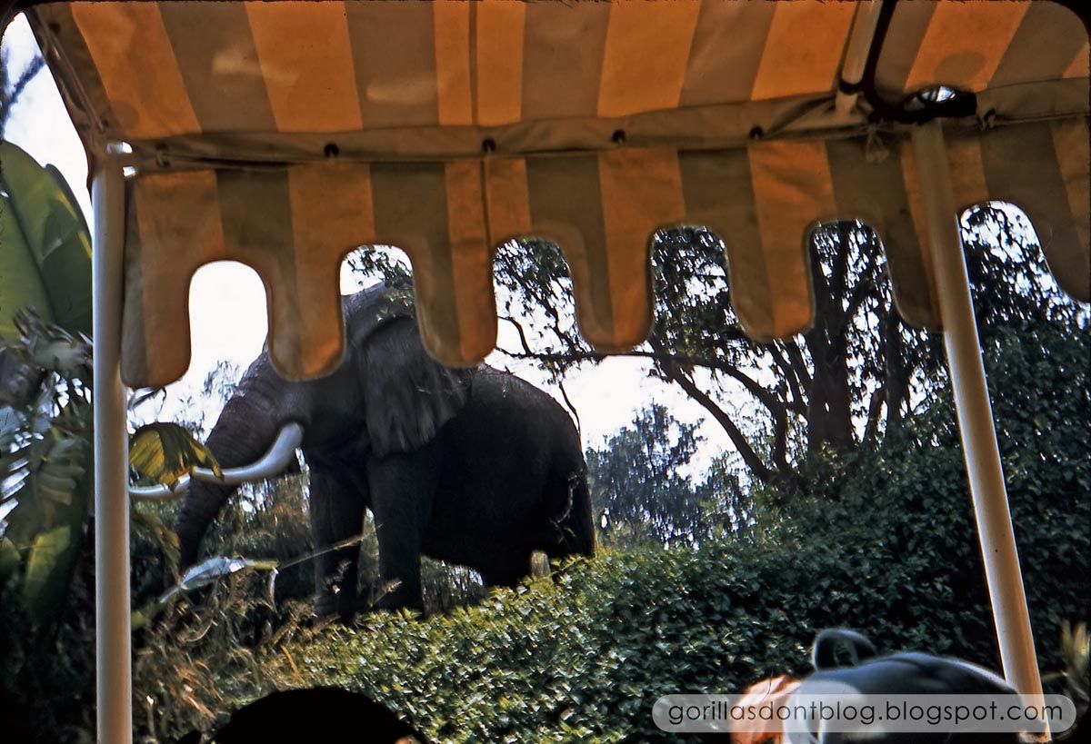 Gorillas Don T Blog Jungle Cruise 1956