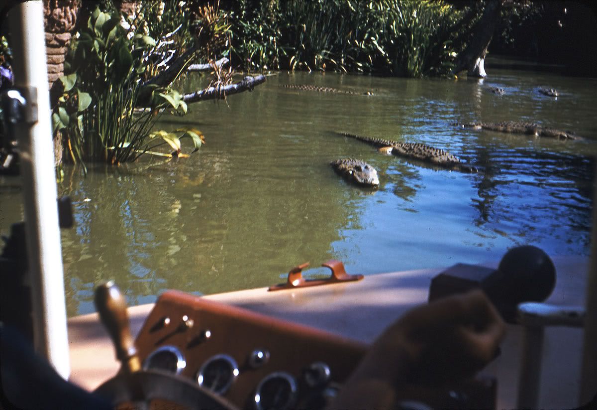 Gorillas Don T Blog I Heart The Jungle Cruise