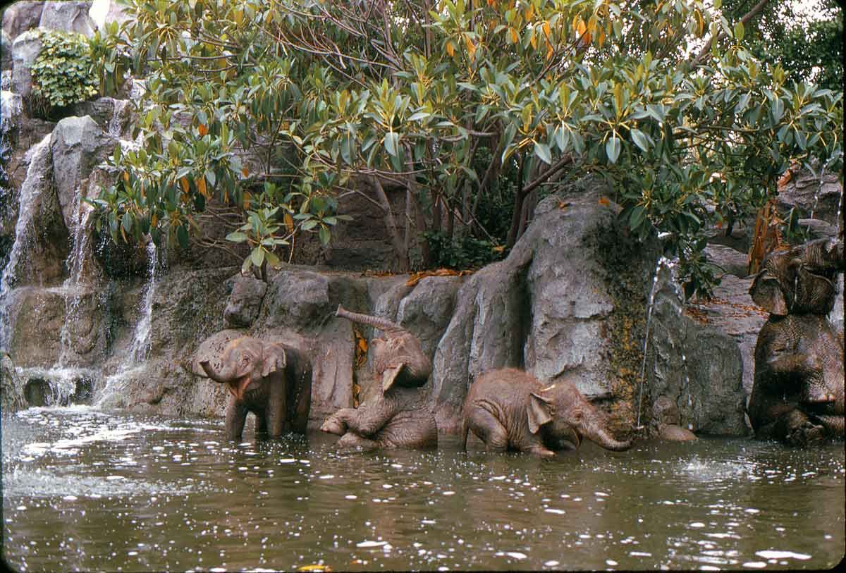 Gorillas Don T Blog Jungle Cruise June 1969