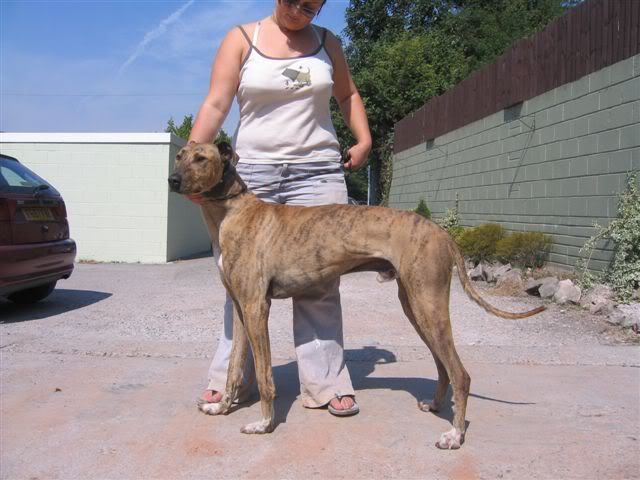 Mastiff Greyhound Cross