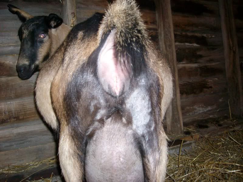 My turn on goat watch - Goats