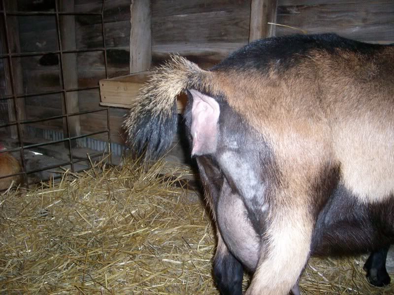 My turn on goat watch - Goats