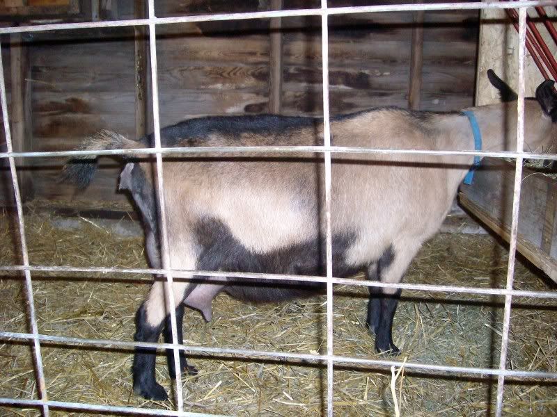 My turn on goat watch - Goats