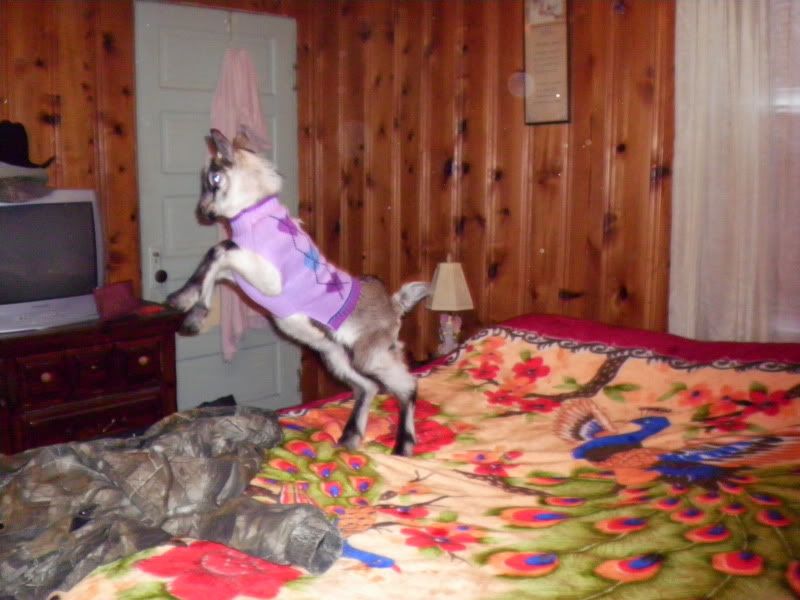 Bottle feeding schedule? - Goats