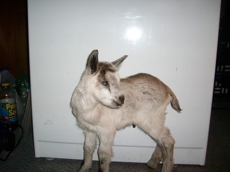 2 kiddings in 33 hours=5 kids - Goats