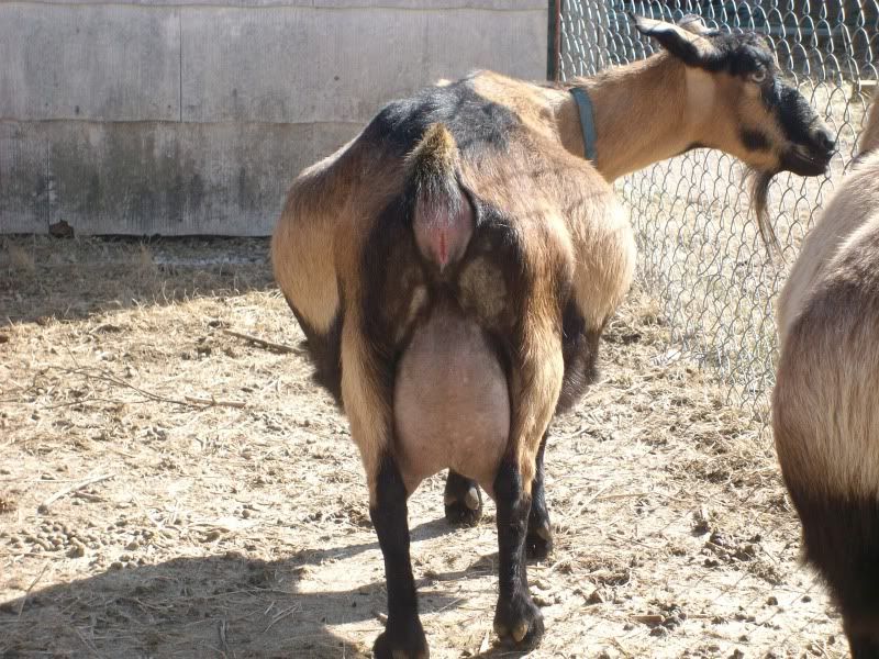 Another guess the kidding date - Goats