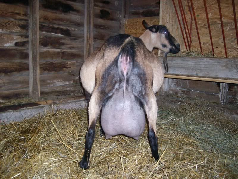 2 kiddings in 33 hours=5 kids - Goats