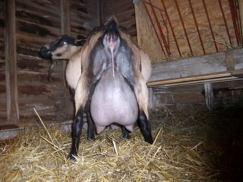 Pregnant Nubian with huge udder - Goats