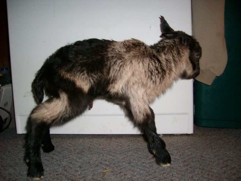 2 kiddings in 33 hours=5 kids - Goats