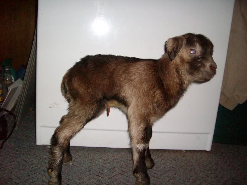 2 kiddings in 33 hours=5 kids - Goats