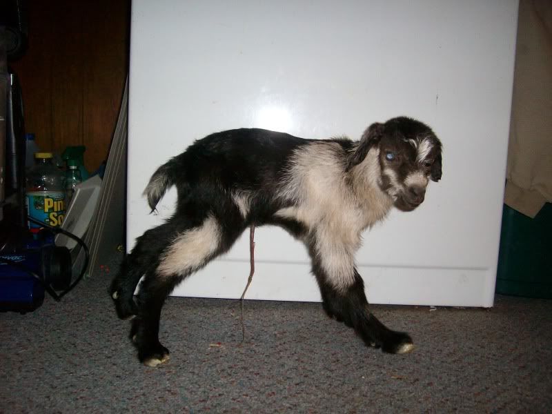 2 kiddings in 33 hours=5 kids - Goats