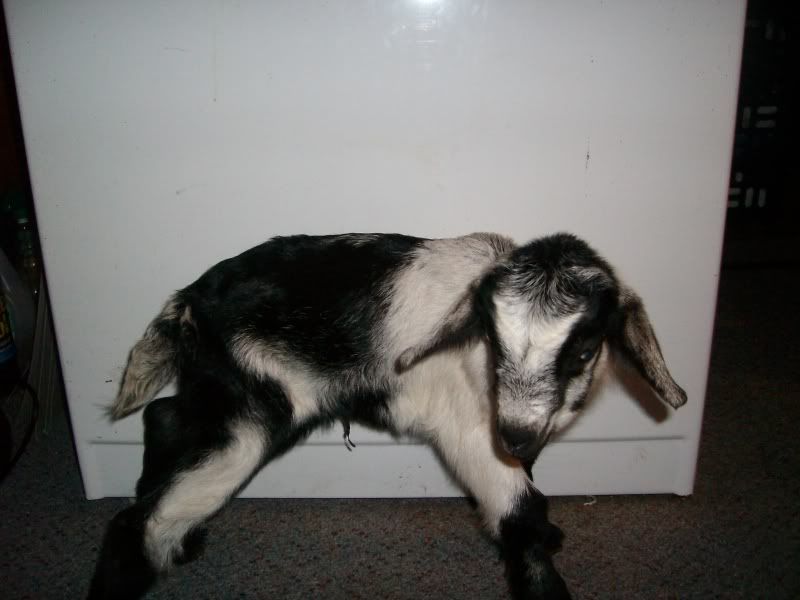 2 kiddings in 33 hours=5 kids - Goats