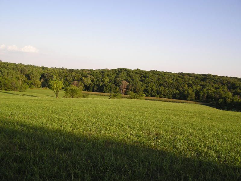 Harvesting Walnuts - Need Expert Advice - Homesteading Questions