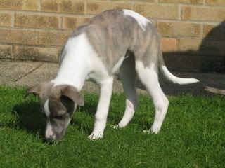 IMG_0478-1.jpg