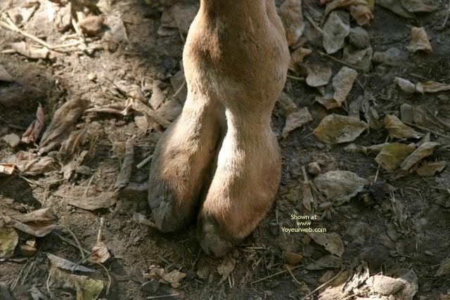 cameltoe.jpg